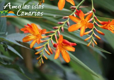 flora de las islas canarias plantas originarias de la tierra imagenes amo las islas canarias