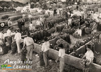 fotos de la post guerra recogida de platanos en las islas canarias españa arona