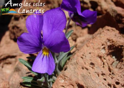 fotos de la violeta del teide flora de la cumbre en las montañas i love canary island
