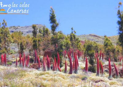 fotos panoramicas de los tajinastes plantas y flora endemica de las islas adeje