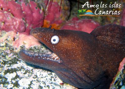 morena negra de las islas canarias especies marinas tenerife adeje