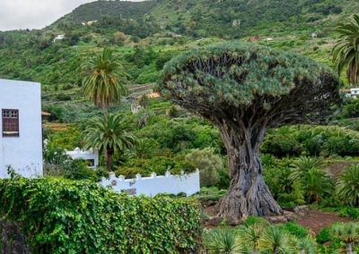 Millenary Dragon Tree Park Icod de los Vinos Tenerife
