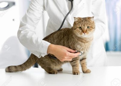 36008673-gato-en-clínica-veterinaria